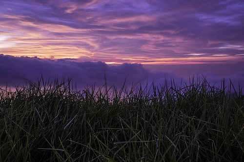 Sunset Grass